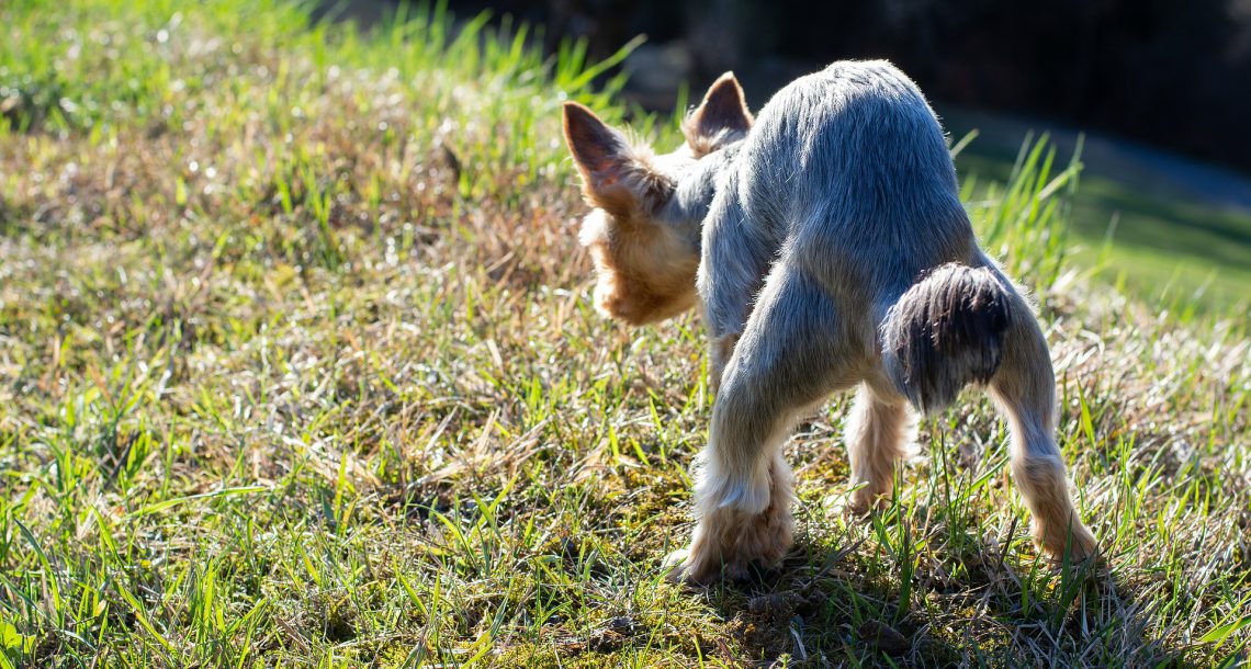 מנהל האכיפה בעיריית נתניה מגביר אכיפה כנגד אנשים שלא אוספים צואת כלבים, המבצע מתבצע בכל העיר