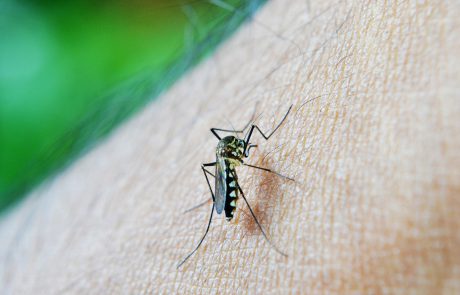 הדרך הטבעית להימנע מעקיצת יתושים
