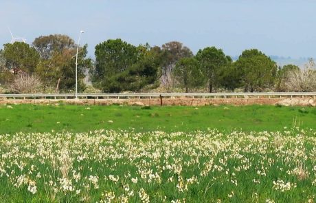 טיול חורף אל פריחת הנרקיס