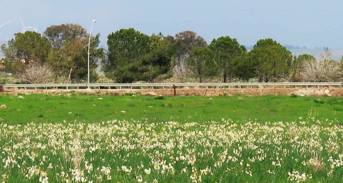 טיול חורף אל פריחת הנרקיס